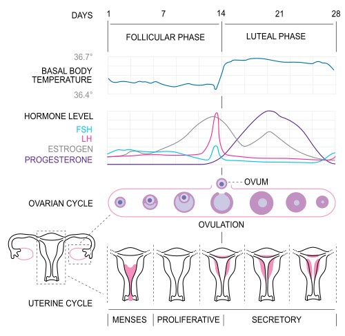 Menstrual-cycle1