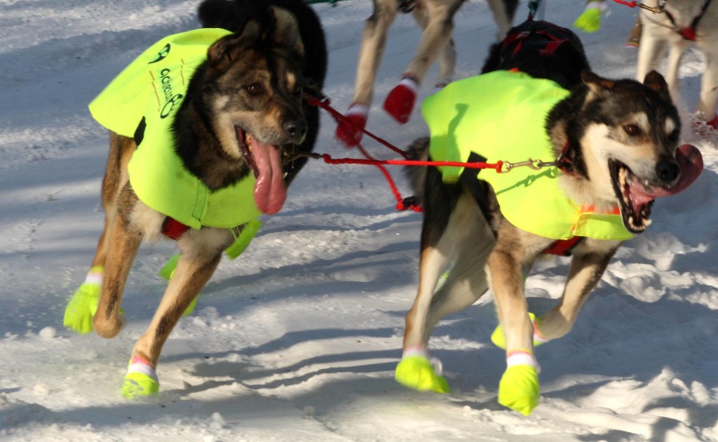 Iditarod_dogs_in_style