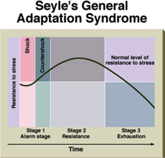 what is general adaptation syndrome stages