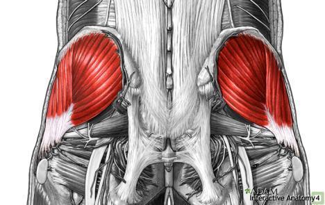 gluteus medius muscle