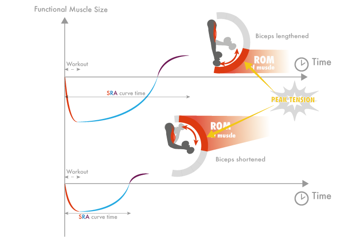 Shoulder / ПЛЕЧИ: Your Optimal Training Frequency For The Glutes Part I: Exercise Type