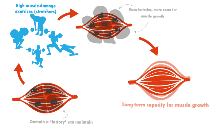 image_20_muscle-nuclei-explained