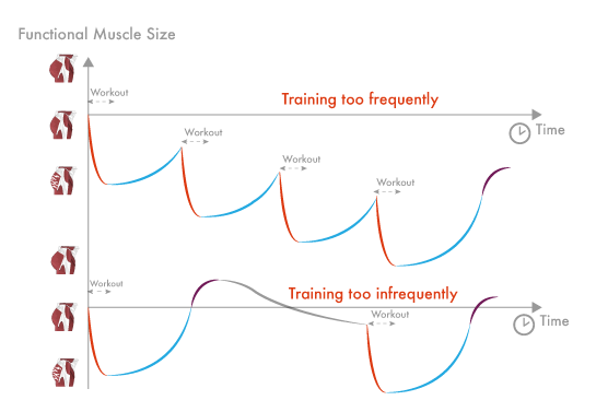 Muscle Recovery Time Chart