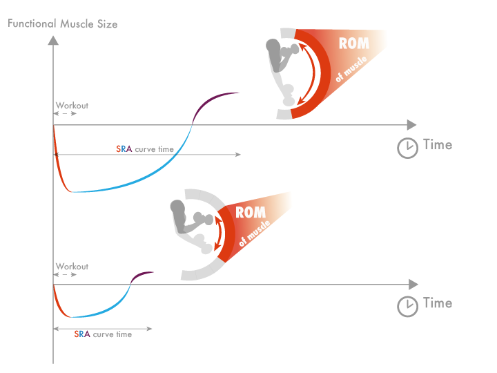 Your Optimal Training Frequency For The Glutes Part I Exercise Type Bret Contreras