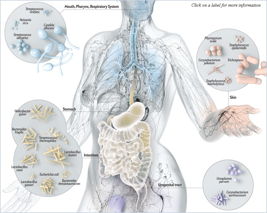 Image result for microbiota inflammation