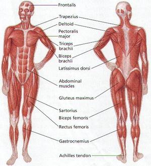 muscular system