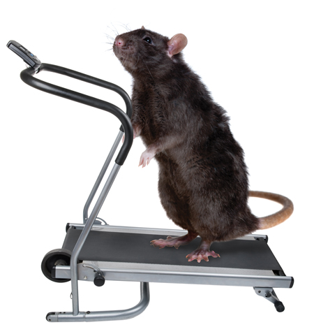 rat treadmill