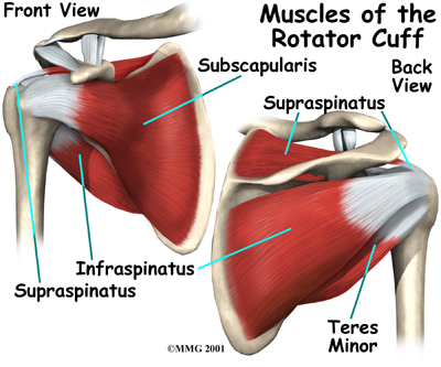 rotator cuff