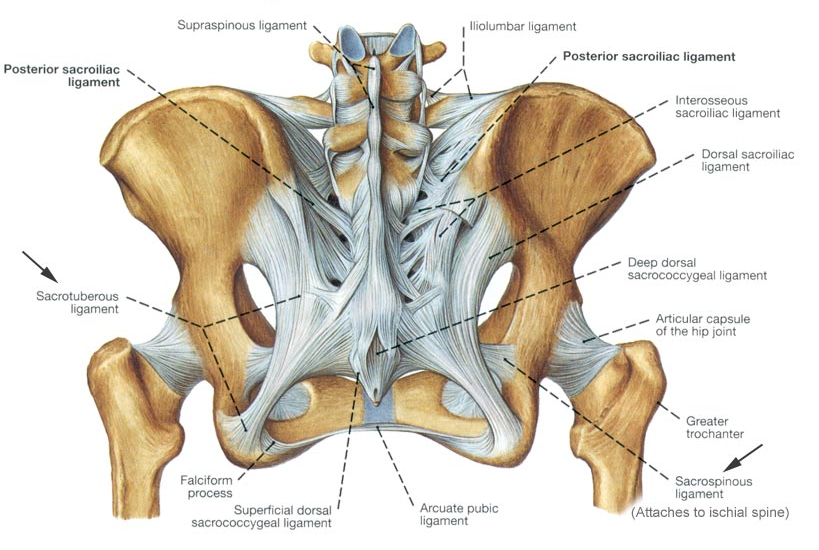 New Research: The Glute Max is Really Good at Stabilizing the SI Joint